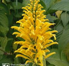 Image result for Justicia aurea