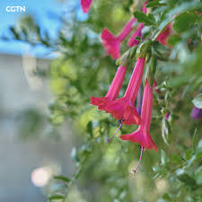 Image result for Cantua