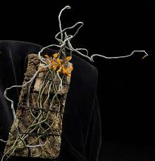 Image result for Microcoelia exilis