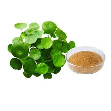 Centella Asiatica (gotu Kola) Extract - 10%-30% Triterpens, 20%-40%  Saponins, 10%-50% Total Asiaticosides | Memory Boosting, Detoxifying,  Stress Relief, Supports Brain Health at Best Price in Dhar | Sa Herbal  Bioactives Llp