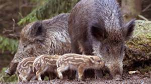10 regeln für richtiges verhalten bei wildschweinen und wildschweinangriff (+video) bist du öfter im wald, dann wirst du vielleicht irgendwann kontakt mit wildschweinen haben oder wildschweinspuren begegnen. Keiler Bache Und Frischlinge Die Wildschwein Familie