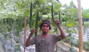 Sokongan kerajaan yang kuat dari aspek kewangan mahupun bimbingan atau guidance akan membantu para petani untuk terlibat dalam. Graduan Jadi Petani Moden Harian Metro