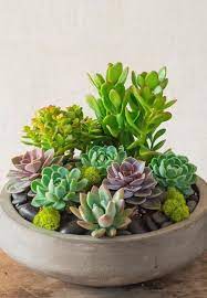 60 Charming Succulent Indoor Garden Ideas 2019 Page 9 Of 64 Soopush Succulents Succulents Diy Succulent Garden Indoor