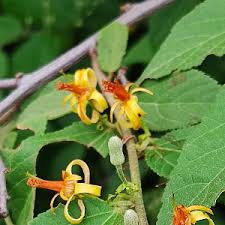 Image result for Grewia flavescens