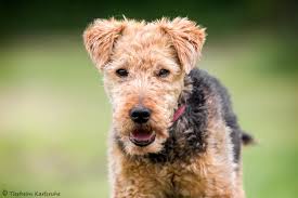 Welsh terriers have been bred for centuries to locate, chase, flush out and kill prey, without any prompting or hesitation. Abby Welsh Terrier Im Tierheim Karlsruhe