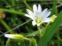 Image result for Sesamum parviflorum