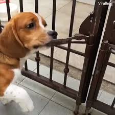Animals Work Well You Haven T Seen This Beautiful Video Before Please Follow Me For More Videos Anim Funny Animals Cute Funny Animals Cute Animals