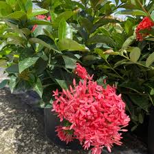 Image result for Ixora nana