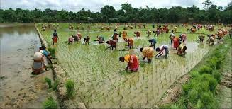 Harvesting Paddy Fields Bangladesh Travel National Airlines Travel