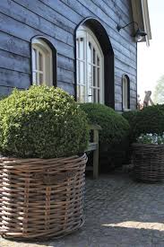 Wicker Basket Planter With Round Boxwood Ball Hampton Garden Boxwood Landscaping Basket Planters