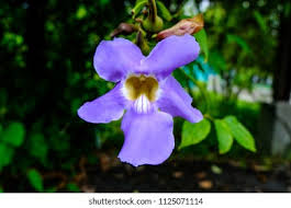 Image result for Thunbergia graminifolia