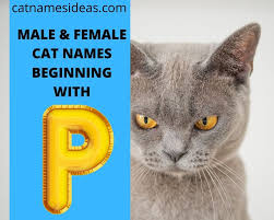 At this time every year, we like to reflect on the most popular cat names here at find cat names and. Best Male Female Cat Names Beginning With P 2021 Cat Names Ideas