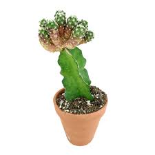 Depending on where you live (i'm in arizona) keep it. Mammillaria Haudeana Rare Cactus For Sale Unusual Cactus Collection Succulents Box