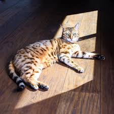 Kucing bengal sendiri merupakan hasil dari pengembangan genetik dari seorang ilmuwan bernama dr. 6 Jenis Kucing Termahal Di Dunia Ada Yang Harganya Setara Rumah