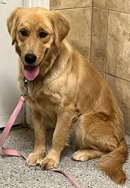 ADOPTED 1/1/24!!! Roxie-1 year old (Female)