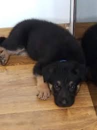We are breeding quality purebred, akc german shepherd dogs. German Shepherd Puppies For Sale Conway Sc 303054