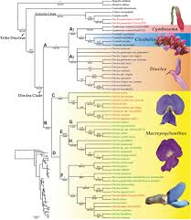 Image result for Macropsychanthus