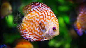 Les poissons sont des animaux vertébrés aquatiques à branchies. Les 10 Meilleurs Poissons Pour Debuter Avec Un Petit Aquarium Les10meilleurs Fr