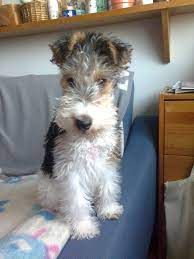 Pin By Melinda Matos On Heca Fox Terrier Wire Wirehaired Fox Terrier Wire Fox Terrier Fox Terrier Puppy