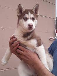Comes with a 1 year genetic health guarantee, is vet checked, up to date on vaccinations and. Red And White Husky Puppy For Sale Siberian Husky Puppies For Sale