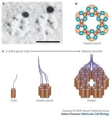 Photosynthesis biological vector illustration diagram with plan cell scheme. Growth Of The Plant Cell Wall Nature Reviews Molecular Cell Biology