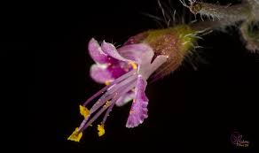 Image result for Macrotyloma tenuiflorum