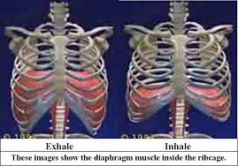 Tip 9 Enjoy Your Exhale Alexander Technique Rib Cage Image Shows