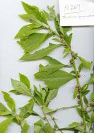 Image result for Struchium