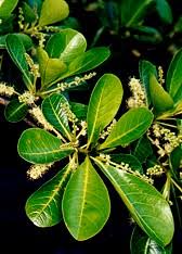 Image result for Terminalia sericea ×  trichopoda