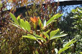 Image result for Cunonia capensis