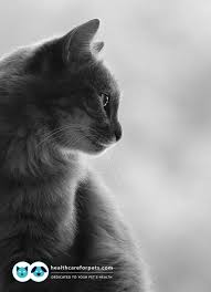 Why Is My Senior Cat Losing Weight And Not Eating And What Should I Do About It In 2020 Cat Profile Pets Cat Photography