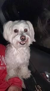 Let's welcome our new members! Christan Shumpert, His Hands Family Outreach  Services, Sabrina Danielle, Brandon Epting, Tracy Gilbert Williams, Meagan  Durbin, Michelle Carnahan, Lisa Buff Allen, Audrey Johnson, Roxanna Soliz  Schmidt, Stephanie