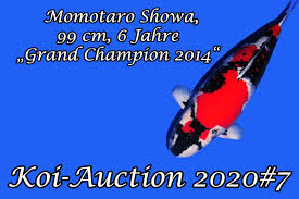 Denby koi ponds 4,077 followers · local service pages businesses local service pet service select nishikigoi international videos momotaro jumbo tosai, full details here. Koi Auction 2020 7 Koinet Gmbh