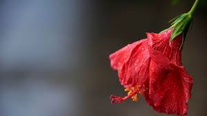 Check spelling or type a new query. Why Is My Hibiscus Wilting That S Why