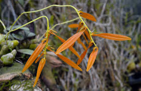 Image result for Bulbophyllum oreonastes