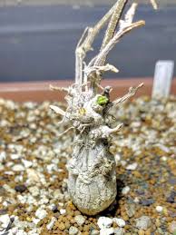 Image result for Corallocarpus triangularis