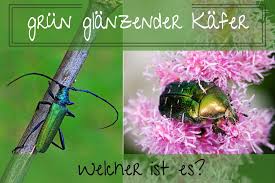 Der japankäfer (popillia japonica) breitet sich seit rund 100 jahren über die welt aus, hat aber ausserhalb im tessin wurden erstmals japankäfer (popillia japonica) in freier natur nachgewiesen. Grun Glanzender Kafer Welcher Ist Es