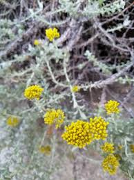 Image result for Helichrysum cymosum