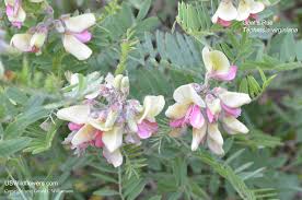 Image result for Tephrosia polystachya