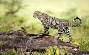 Wildlife Wallpapers 76 Pictures ❤ get the best wildlife wallpapers on wallpaperset. wildlife wallpapers 76 pictures