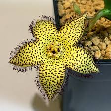 Image result for Orbea paradoxa