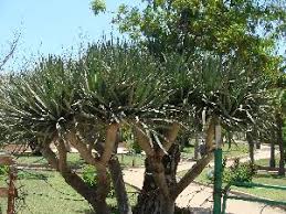 Image result for Dracaena camerooniana