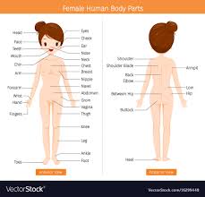 The human body is one complex network, universally accepted as the most intriguing construct. Human Body Diagram Female Back View Human Anatomy