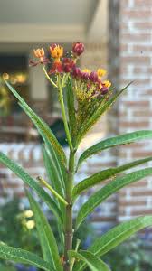 Image result for Asclepias curassavica