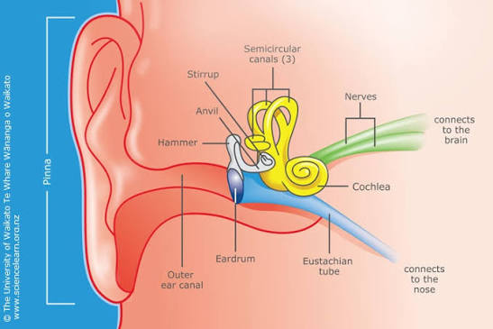 Hearing — Science Learning Hub