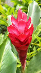 Red Ginger Flowers Ginger Red