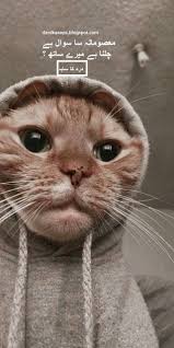 معصومانہ سا سوال In 2020 Cute Cat Wallpaper Cute Animals Cat Wallpaper