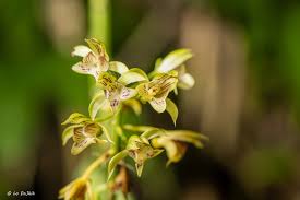 Image result for Oeceoclades pandurata