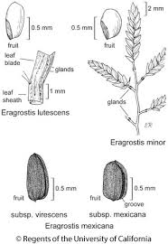 Image result for Eragrostis racemosa