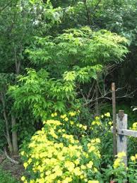 We did not find results for: Sutherland Golden Sambucus A Recommendation